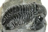 Detailed Gerastos Trilobite Fossil - Morocco #271897-1